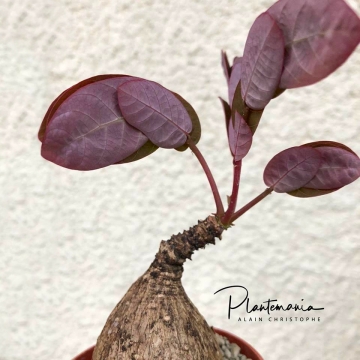 30595 plantemania © Plantemania