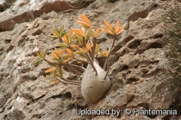 28589 plantemania © Plantemania