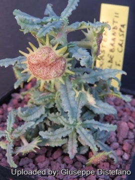 21487 giuseppe2 Giuseppe Distefano