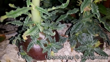 28603 plantemania © Plantemania