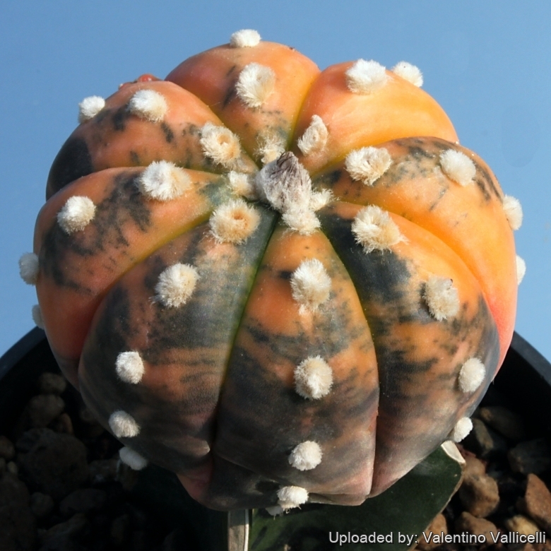 astrcoast アストロコースト　The Sun 石崎ひゅーい Astrophytum_asterias_cv.