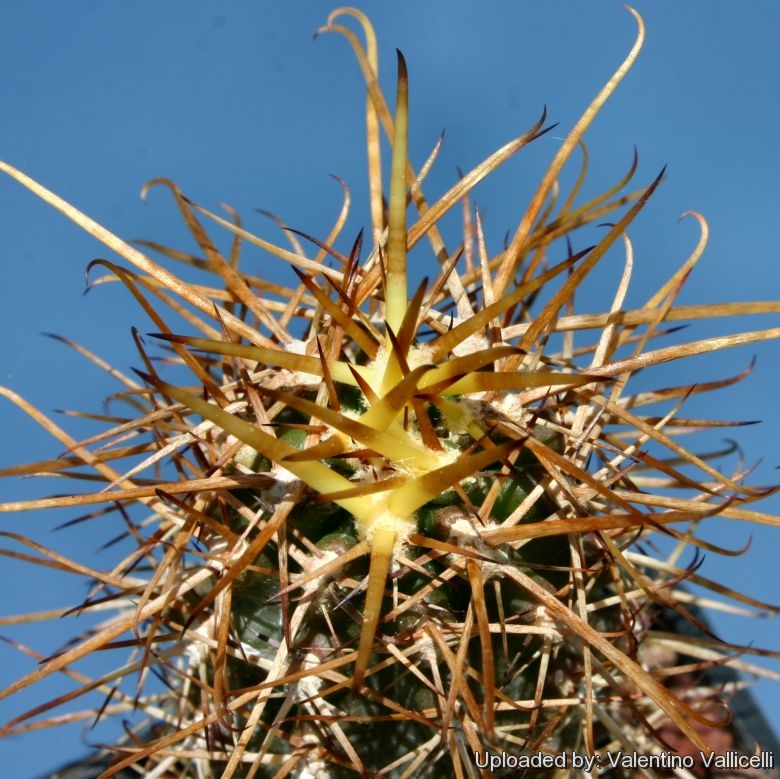 Austrocactus bertinii (Spring)
