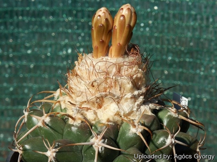 at Rebutialand cactus collection Demjén, Hungary.