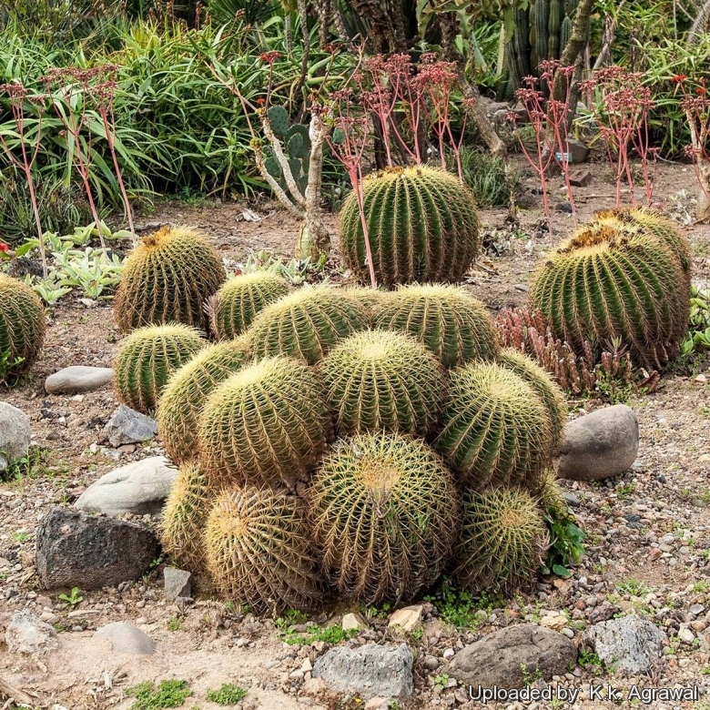 From panchkula cactus garden