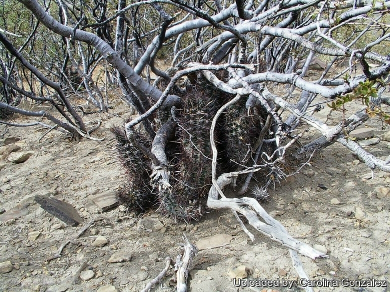 A clump nested under a Jarilla (Larrea nitida cavanilles) Bajada Del Agrio, Neuquen, Argentina.