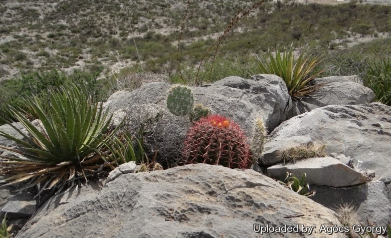 In habitat among agaves and prickly pears.