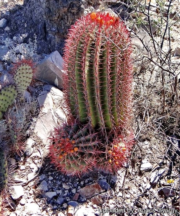 Blooming habit. Mexico.