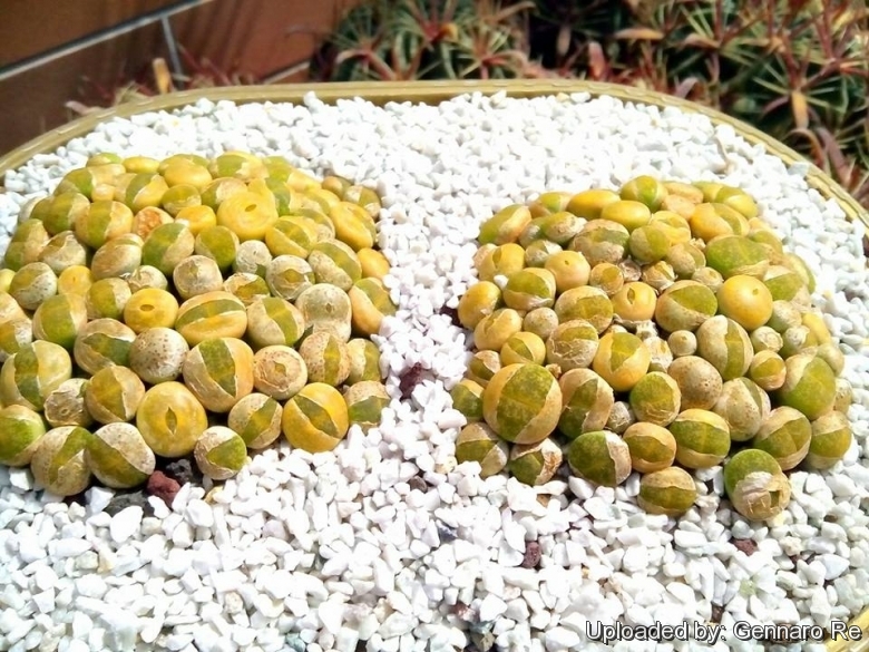 C036A Lithops lesliei ssp. lesliei v. lesliei 'Albinica', seedlings.