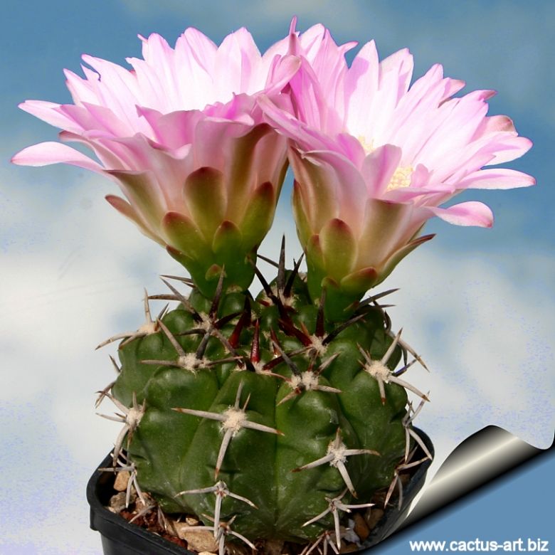 mammillaria schwarzii Mammillaria Schwarzii – Planet Desert main image 0