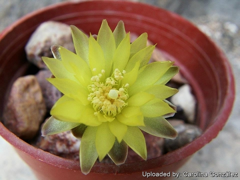 Gymnocalycium andreae