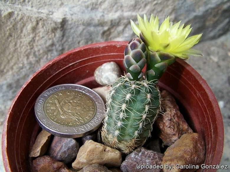 Gymnocalycium andreae