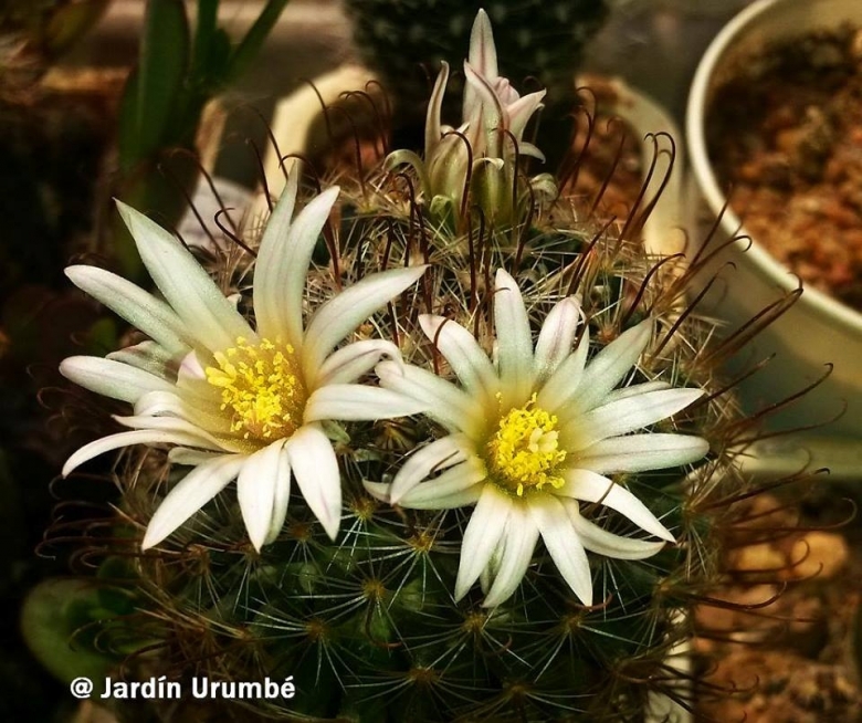 mammillaria decipiens Mammillaria decipiens Scheidw. subsp. camptotricha (Dams) D. R. Hunt : Real  Live Succulent Cactus Plant