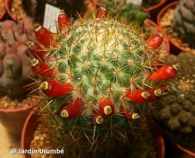 Mammillaria columbiana