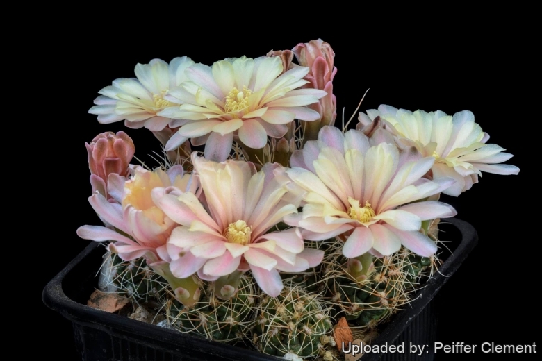 Gymnocalycium carolinense