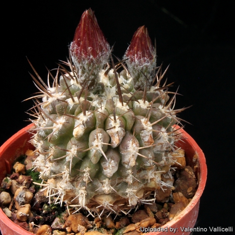 Neoporteria deherdtiana