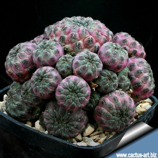 taxus cuspidata nana aurescens Taxus cuspidata 'Aurescens' - Golden Japanese Yew main image 1