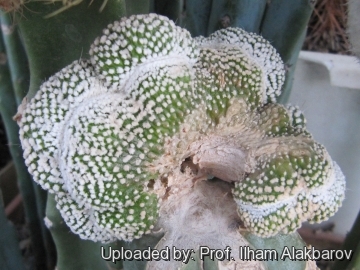 Parodia scopa cv. inermis cristata