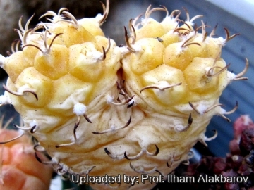 Turbinicarpus schmiedickeanus subs. klinkerianus f. aurata