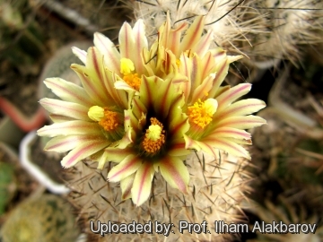 Turbinicarpus beguinii subs. hintoniorum