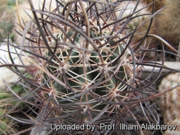 Echinocereus ferreirianus subs. lindsayi