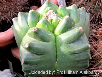 Astrophytum myriostigma cv. Kikko nudum