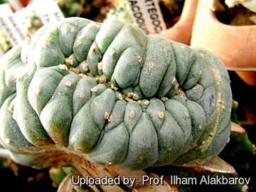 Lophophora williamsii var. cristata