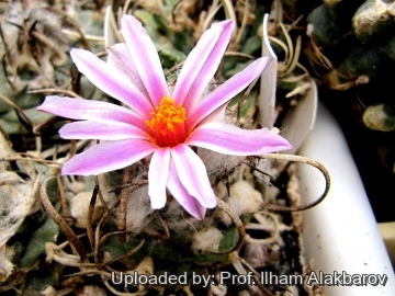 Turbinicarpus schmiedickeanus subs. rubriflorus