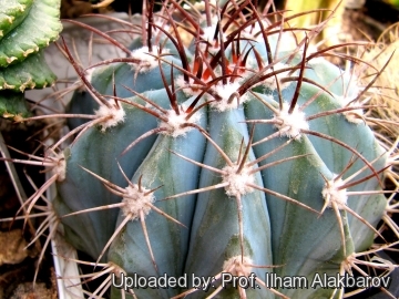 Melocactus azureus