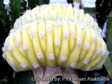 Echinopsis subdenudata f. cristata aurea