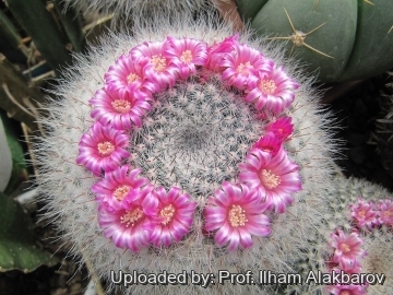 Mammillaria hahniana