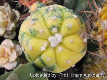 Astrophytum asterias cv. Nisiki (yellow)