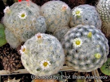 Mammillaria plumosa