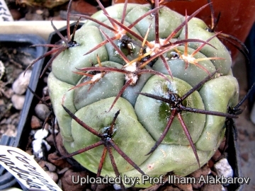 Coryphantha poselgeriana var. valida