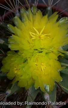 Ferocactus echidne