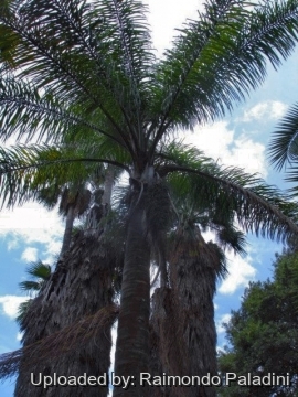 Cocos romanzoffiana var. plumosa