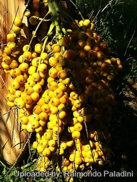 Butia capitata