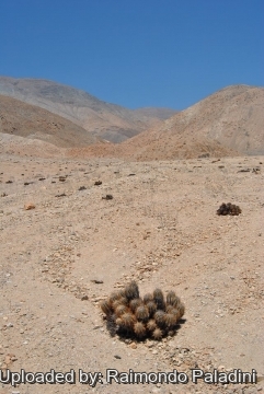 Copiapoa solaris
