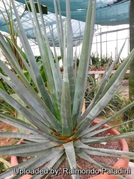 Dracaena cinnabari