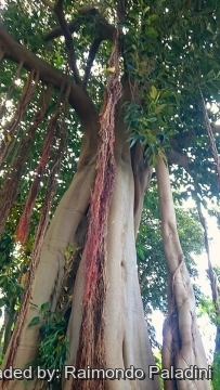 Ficus macrophylla