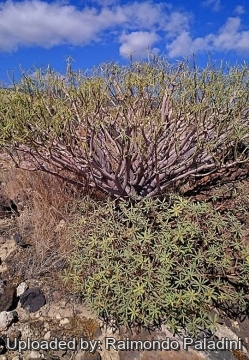 Euphorbia balsamifera