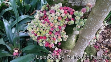 Ficus aspera f. parcellii