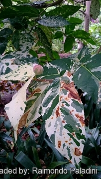 Ficus aspera f. parcellii