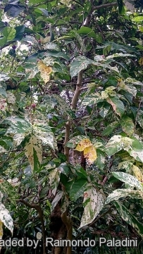 Ficus aspera f. parcellii