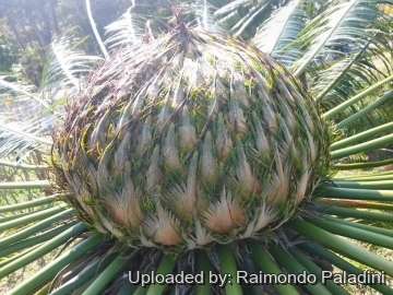 Cycas siamensis
