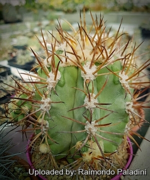 Copiapoa solaris