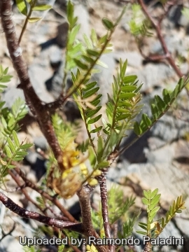 Bursera microphylla