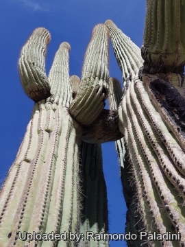 Carnegiea gigantea