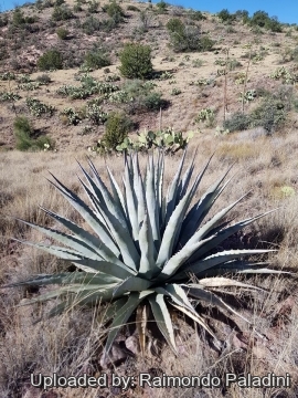 Agave deserti subs. simplex