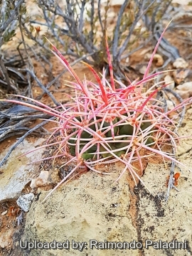 Echinocactus polycephalus subs. xeranthemoides