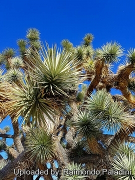 Yucca brevifolia